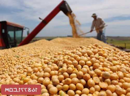 阿根廷 2023/24 年度大豆收成可能增至 4800 万吨